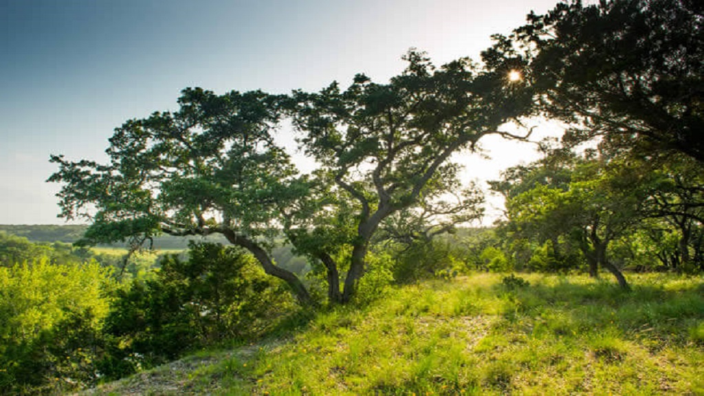SOLD OUT Arrowhead Ranch 50s in Dripping Springs, TX Taylor Morrison