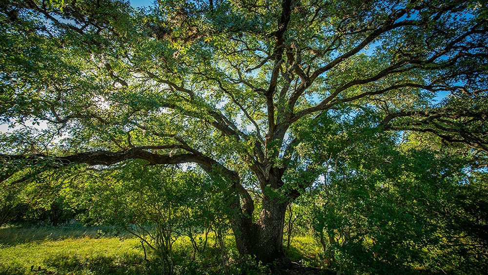 Austin, Texas Homes for Sale at Parten 85s Taylor Morrison